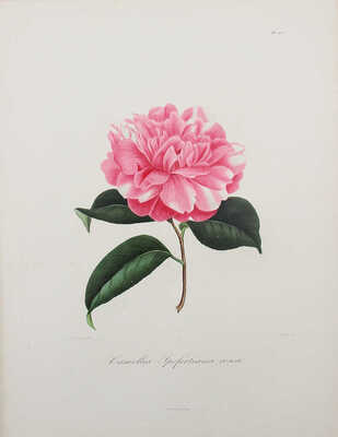 [Берлез Л. Иконография рода камелий или описание и изображения самых красивых и редких камелий...В 3 т.]